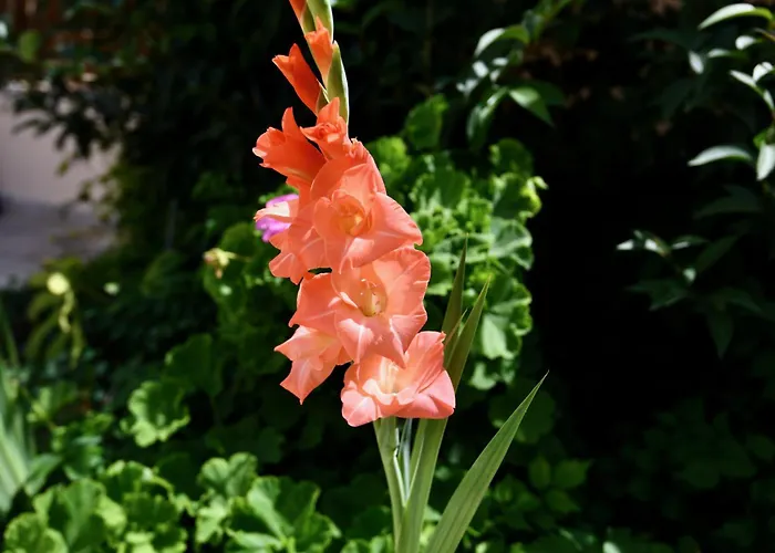 Elli's Private House إياليسوس