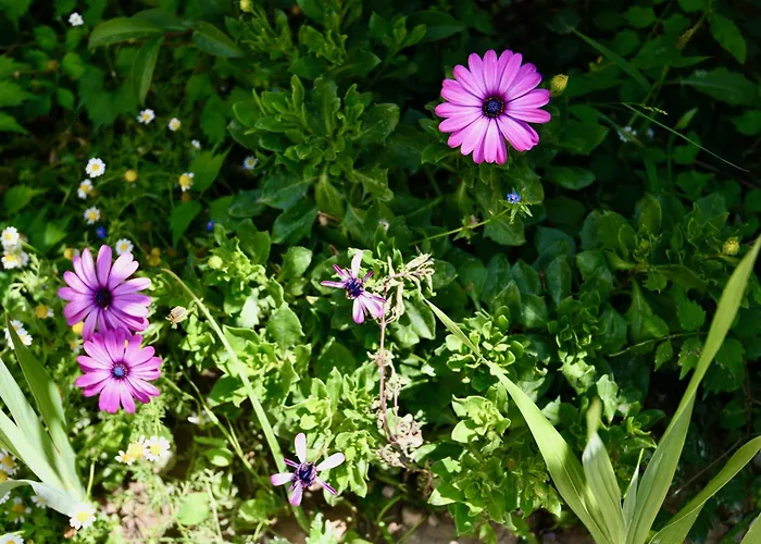 Elli's Private House بيت للعطل