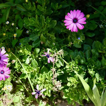 Elli's Private House בית נופש