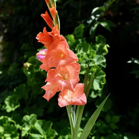 Elli's Private House Ialysos (Rhodes)